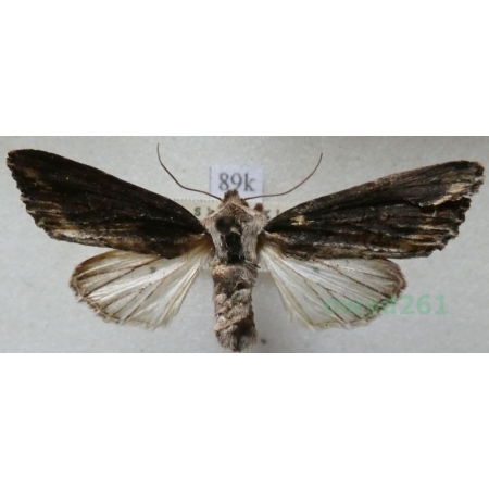 Egira conspicillaris (Linnaeus, 1758) Gaszka zorzyca Slovakia89k